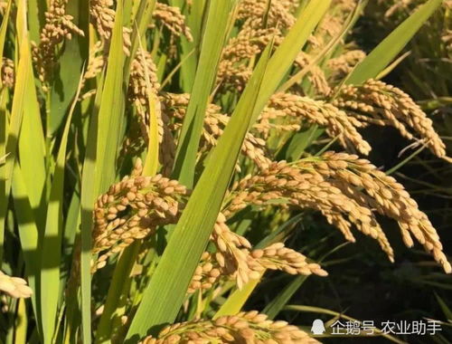 磷酸二氢钾到底怎么用？用对了，不仅花钱少，效果还好几倍——以小麦、淀粉为例的实战详解